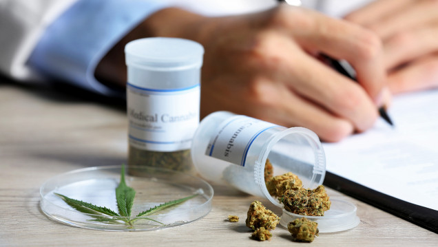 imagen Empieza el debate por el cannabis medicinal en el Senado
