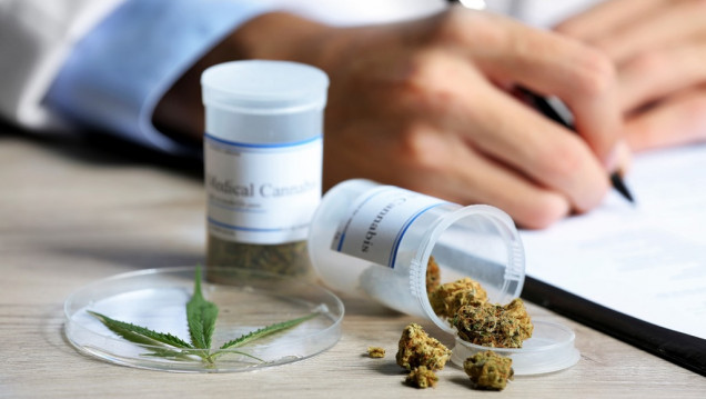 imagen Al fin se reglamentó el uso de cannabis medicinal