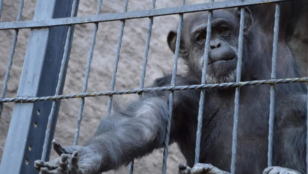 imagen La chimpancé Cecilia será trasladada a un santuario de Brasil