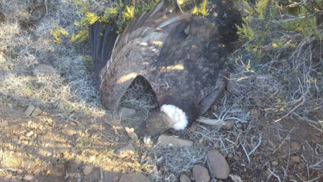 imagen Hallaron 23 cóndores muertos por agrotóxicos en la Patagonia