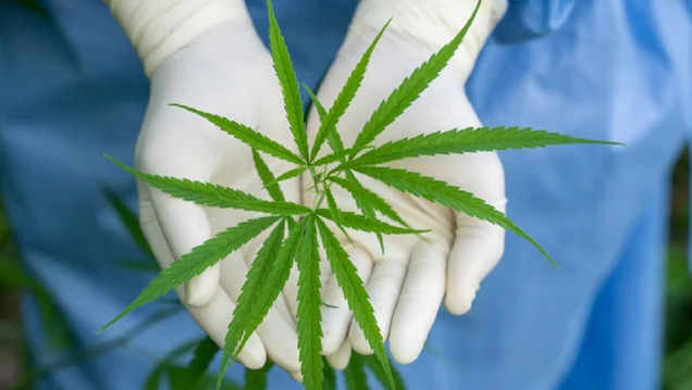 imagen Cannabis Conicet, la empresa pública que venderá semillas para la industria medicinal