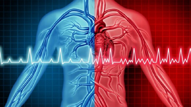 imagen Diseñan herramienta para predecir qué pacientes cardíacos responderán mejor a un  tratamiento