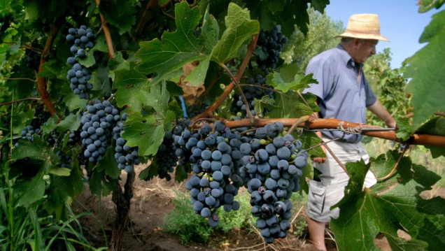 imagen Bajó el 9 por ciento la cosecha de uva en Mendoza