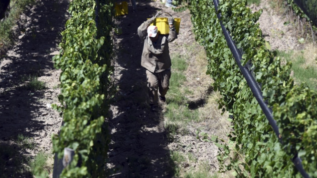 imagen Obreros de la viña, el eslabón más olvidado de la cadena productiva