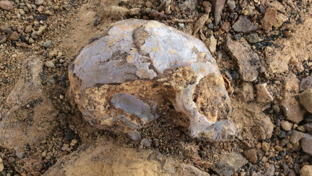 imagen Descubren un cráneo africano de 13 millones de años 