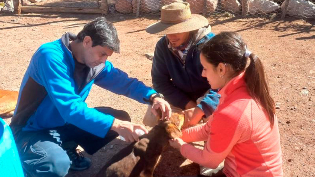 Estudian qué riesgos generan casi 5 mil perros de vida libre que deambulan por el Gran Mendoza