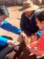 Estudian qué riesgos generan casi 5 mil perros de vida libre que deambulan por el Gran Mendoza