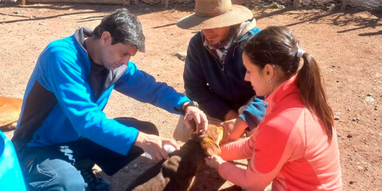 Estudian qué riesgos generan casi 5 mil perros de vida libre que deambulan por el Gran Mendoza