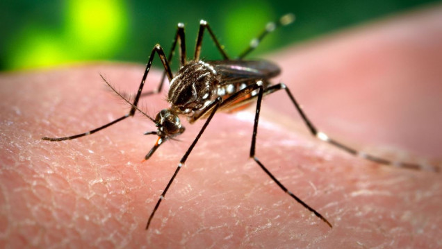 imagen Dengue: dan de alta a los turistas hospitalizados 