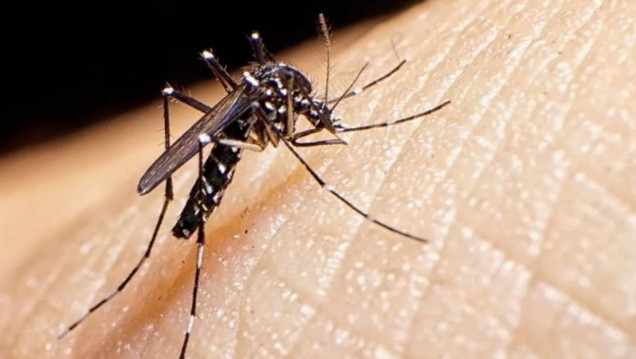 imagen Dos muertos y 526 casos confirmados de dengue en Córdoba
