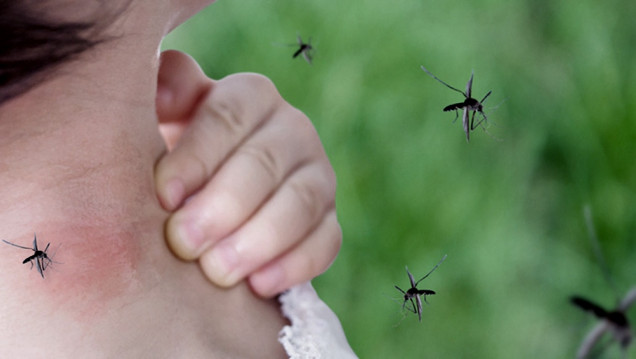 imagen Argentina vive el mayor brote de dengue, superior al de 2016 y 2020 
