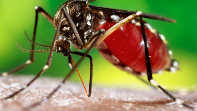 imagen Confirmaron nuevos casos de dengue en la provincia