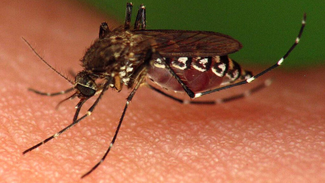 imagen Crece la preocupación por casos de dengue en Argentina