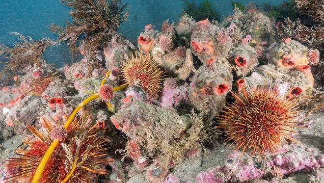 imagen Océanos en peligro: más de 2 mil millones de personas dependen de los ecosistemas marinos
