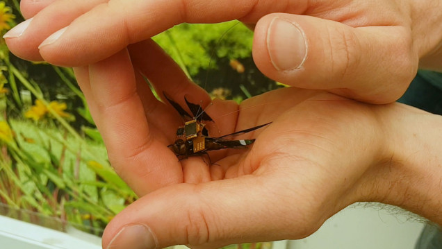 imagen El dron más pequeño del mundo es una libélula "cíborg"