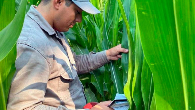 imagen Agua oxigenada para cuidar los cultivos de maíz, un proyecto universitario que sorprende en el NEA