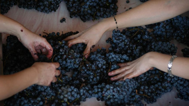 imagen Crece el potencial del Bonarda, segunda variedad de uva tinta con más producción en el país
