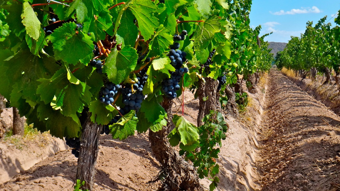 Identificaron las "huellas dactilares" de los Malbec de distintas regiones de Mendoza