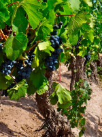 Identificaron las "huellas dactilares" de los Malbec de distintas regiones de Mendoza