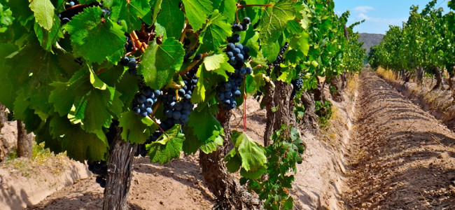 Identificaron las "huellas dactilares" de los Malbec de distintas regiones de Mendoza