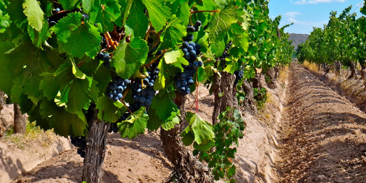 Identificaron las "huellas dactilares" de los Malbec de distintas regiones de Mendoza