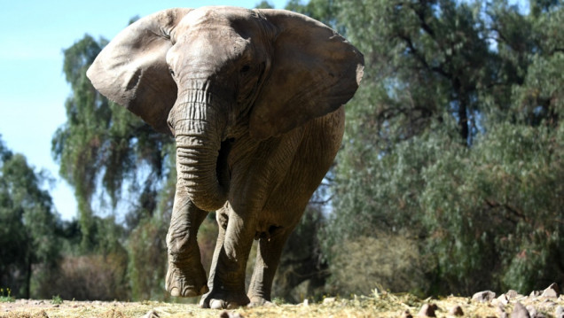 imagen La elefanta Kenya podrá ser trasladada desde Mendoza hasta el santuario de Brasil