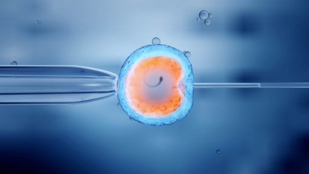 imagen Advierten sobre un vacío legal en la gestación por sustitución y en embriones no implantados