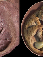 Maravilloso hallazgo en China: descubren embriones de dinosaurio en gran estado de conservación
