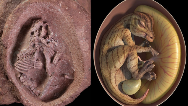 imagen Maravilloso hallazgo en China: descubren embriones de dinosaurio en gran estado de conservación