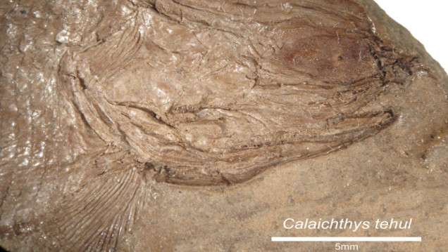imagen Hallaron restos fósiles de un pez de más de 240 millones de años en Potrerillos