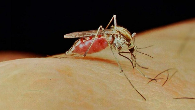 imagen Cómo prevenir y controlar el mosquito transmisor del Dengue, Zika y Chikungunya