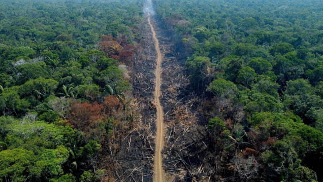 imagen La Tierra perdió áreas de selva equivalentes a una cancha de fútbol cada 5 segundos