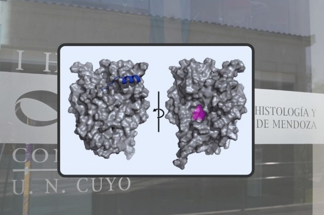 El hilo que une a la UNCUYO con el Nobel de Química en el deslumbrante mundo de la IA