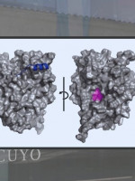 El hilo que une a la UNCUYO con el Nobel de Química en el deslumbrante mundo de la IA