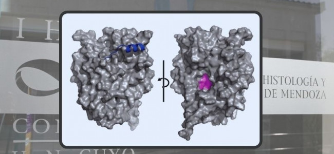 El hilo que une a la UNCUYO con el Nobel de Química en el deslumbrante mundo de la IA