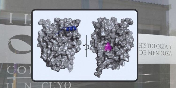 El hilo que une a la UNCUYO con el Nobel de Química en el deslumbrante mundo de la IA