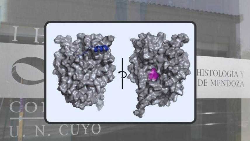 imagen que ilustra noticia El hilo que une a la UNCUYO con el Nobel de Química en el deslumbrante mundo de la IA