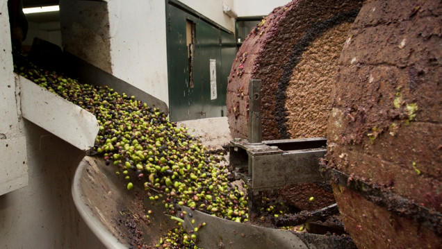 imagen Agrarias duplicó su producción de aceite de oliva en un año 