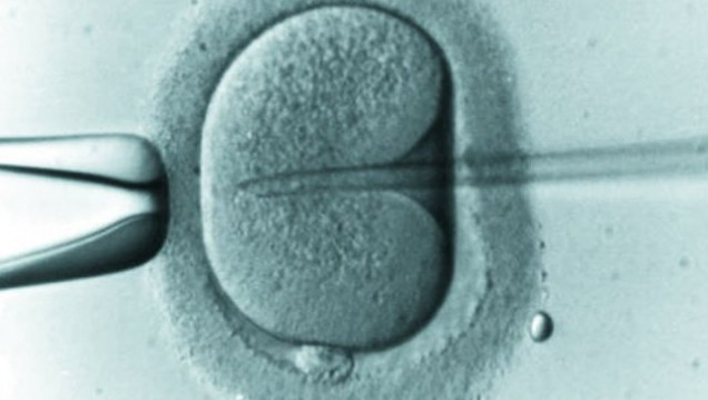 imagen El Senado busca debatir el proyecto sobre fertilización asistida