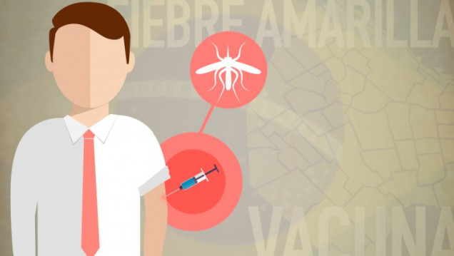 imagen Sólo el mosquito contagia la fiebre amarilla: cuándo vacunarse y cuándo no