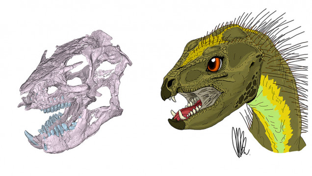 imagen Así luciría el cráneo de un pequeño dinosaurio patagónico