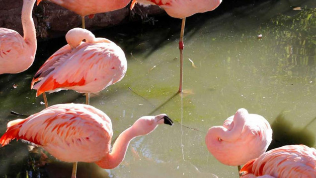 imagen El zoo de Córdoba fracturó a siete flamencos para "no invadir la ciudad"