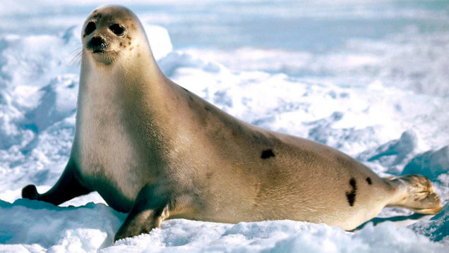 imagen Las focas ya no serán anfibios y se moverán sólo en el agua