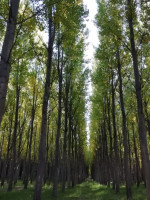 Las plantaciones forestales almacenan 70 millones de toneladas de carbono orgánico