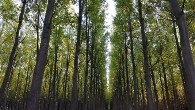 imagen Las plantaciones forestales almacenan 70 millones de toneladas de carbono orgánico