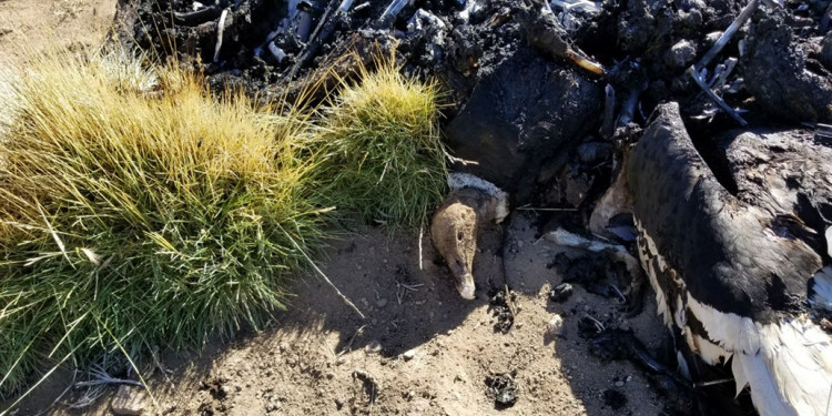 Confirman que los 34 cóndores fueron envenenados con un poderoso pesticida