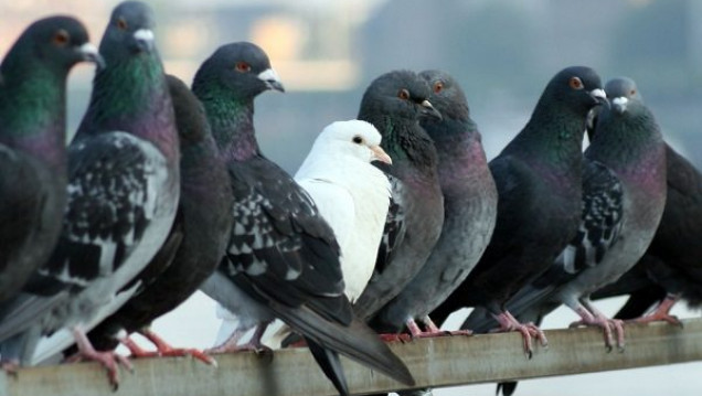 imagen Mendoza podría copiarle a San Juan el método para combatir las palomas