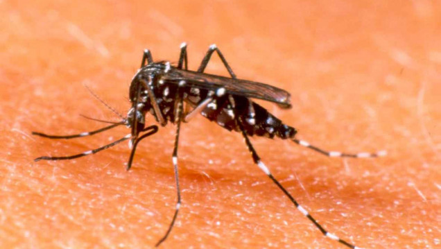 imagen Dengue en Mendoza: podría darse algún caso importado