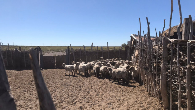 imagen El Gobierno lanza un "bono verde" para potenciar la ganadería en Mendoza