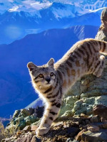 Captaron un nuevo avistaje de gato andino, ahora en San Rafael